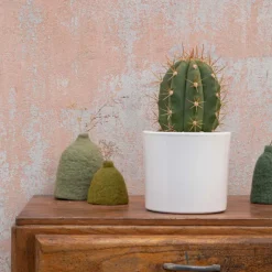 Trichocereus pasacana en pot blanc émaillé H 20 x Ø 20 cm