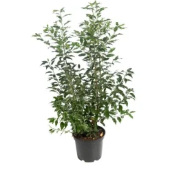 Troène du Japon vert. Le pot de 3 litres