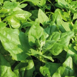 Tétragone Cornue Épinard De Nouvelle Zélande Bio. Le pot de 9x9 cm