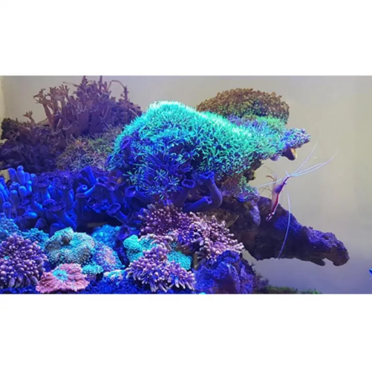 Tube LED 10W bleu, marque JUWEL - adapté à galerie Multilux - 43,8cm