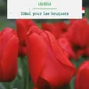 Tulipe darwin hybride lalibela botanic® - 10 bulbes