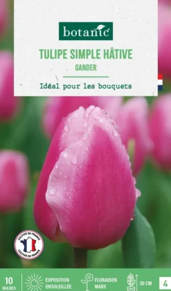Tulipe simple hative gander botanic® - 10 bulbes