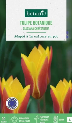 Tulipe species clusiana chrysantha botanic® - 10 bulbes