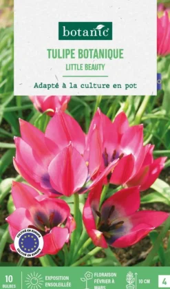 Tulipe species little beauty botanic® - 10 bulbes