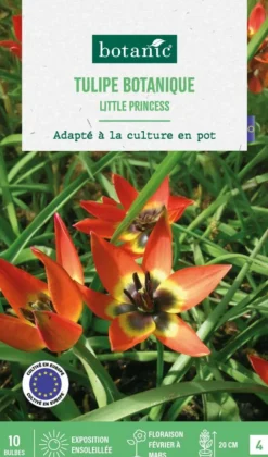 Tulipe species little princess botanic® - 10 bulbes