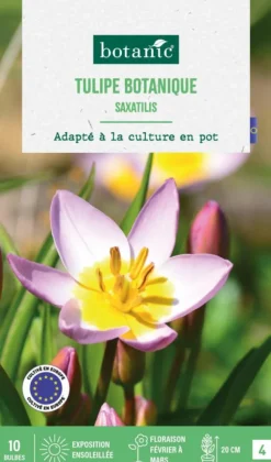 Tulipe species saxatilis botanic® - 10 bulbes