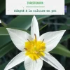 Tulipe species turkestanica botanic® - 10 bulbes