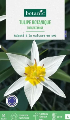 Tulipe species turkestanica botanic® - 10 bulbes