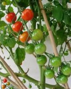 Tuteur coloris bois en bambou - 90 cm