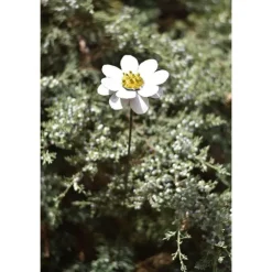 Tuteur marguerite en métal recyclé peint blanc Chouette & Co