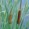 Typha latifolia variegata pot de 3 litres