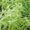 Verveine Citronnelle Bio. Le pot de 1 litre