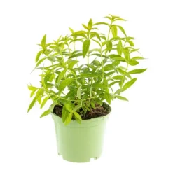 Verveine Citronnelle Bio. Le pot de 1 litre