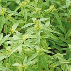 Verveine Citronnelle Bio. Le pot de 9x9 cm