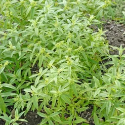 Verveine Citronnelle Bio. Le pot de 4,6 litres