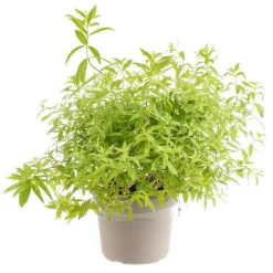 Verveine Citronnelle Bio. Le pot de 4,6 litres