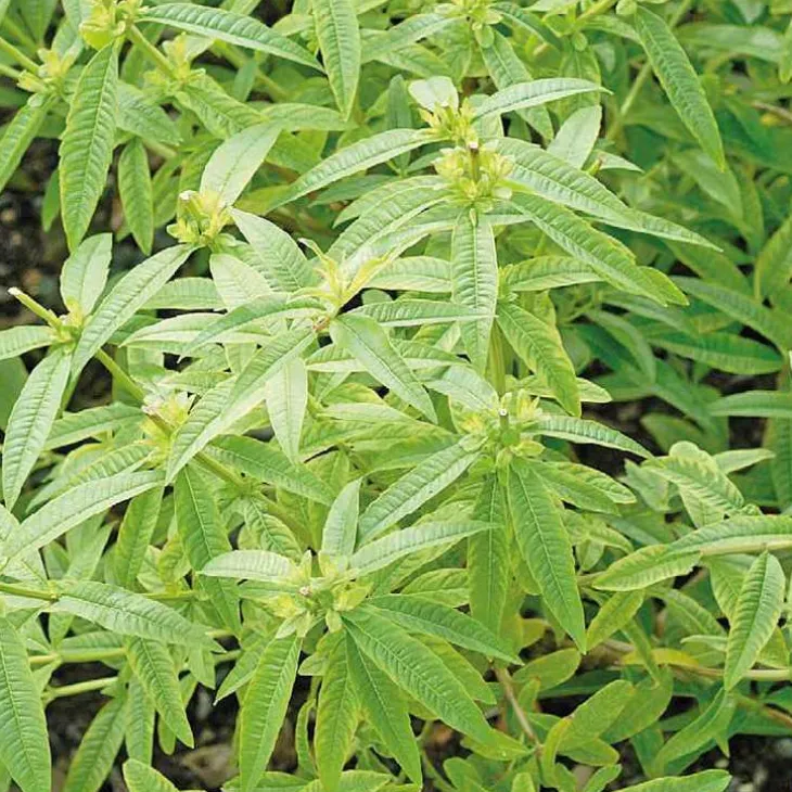 Verveine Citronnelle Bio. Le pot de 2,5 litres