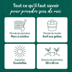 Verveine Citronnelle Bio. Le pot de 2,5 litres