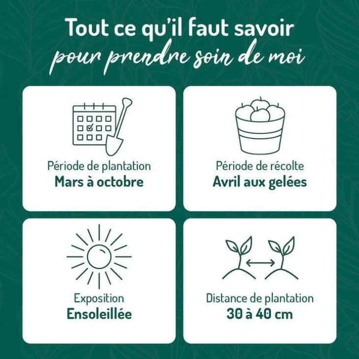 Verveine Citronnelle Bio. Le pot de 2,5 litres