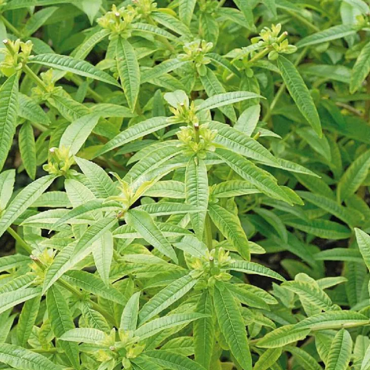 Verveine Citronnelle Bio. Le pot de 2,5 litres