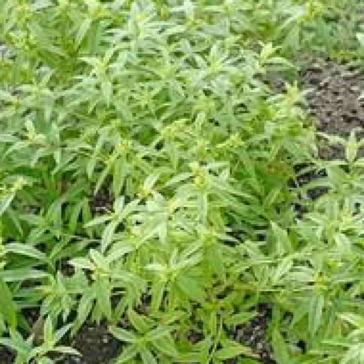 Verveine Citronnelle Bio. Le pot de 2,5 litres