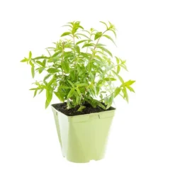 Verveine Citronnelle Bio. Le pot de 2,5 litres