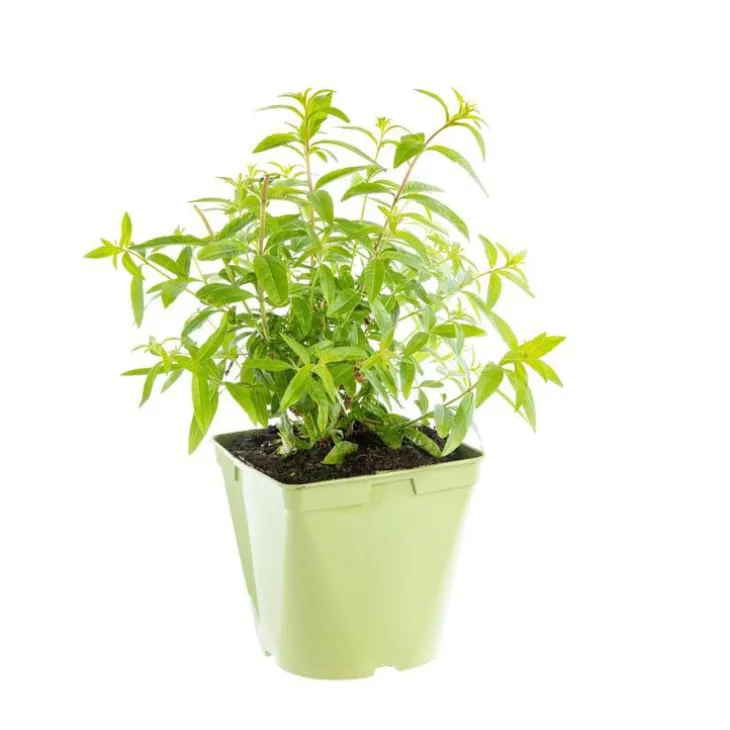 Verveine Citronnelle Bio. Le pot de 2,5 litres