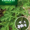 Verveine officinale Vilmorin - graines à semer
