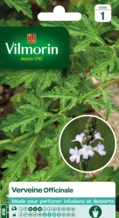 Verveine officinale Vilmorin - graines à semer