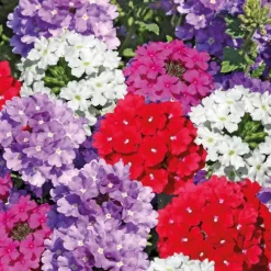 Verveine retombante - La barquette de 4 plants