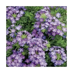 Verveine retombante bleu clair et foncé - Le pack de 6 plants