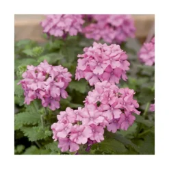 Verveine retombante rose - Le pack de 6 plants