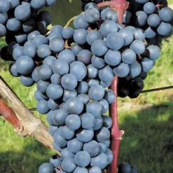 Vigne Alphonse Lavallee. Le pot de 2 litres