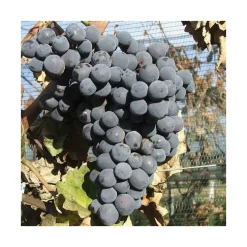 Vigne Alvina. Le pot de 2 litres