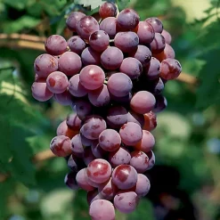 Vigne Cardinal Bio. Le pot de 6 litres