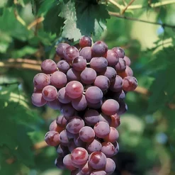 Vigne Cardinal. Le pot de 2 litres