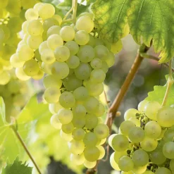 Vigne Catarratto Bio. Le pot de 6 litres