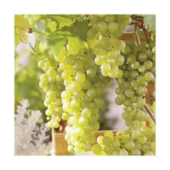 Vigne Chasselas Dore. Le pot de 2 litres