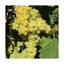 Vigne Exalta. Le pot de 2 litres