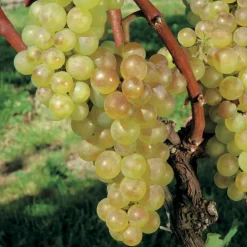 Vigne Fragola Bianca Bio. Le pot de 6 litres