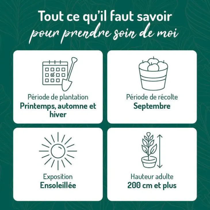 Vigne Fragola Nera Bio. Le pot de 6 litres