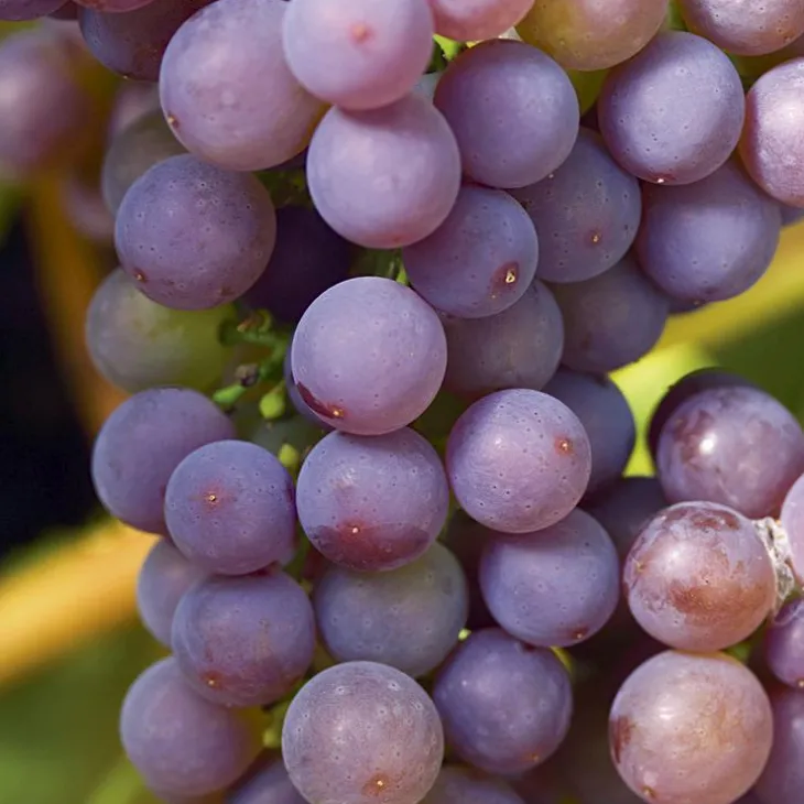 Vigne Fragola Nera Bio. Le pot de 6 litres