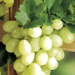 Vigne Italia. Le pot de 2 litres