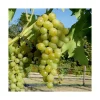 Vigne Muscat Blanc Bristaler Bio. Le pot de 5 litres