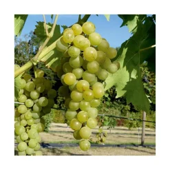Vigne Muscat Blanc Bristaler Bio. Le pot de 5 litres