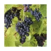 Vigne Muscat Bleu Bio. Le pot de 5 litres
