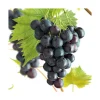 Vigne Muscat Bleu Bio. Le pot de 2 litres