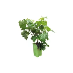 Vigne Muscat De Hambourg Bio. Le pot de 6 litres