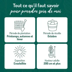 Vigne Muscat De Hambourg. Le pot de 5 litres