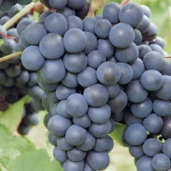 Vigne Muscat De Hambourg. Le pot de 5 litres